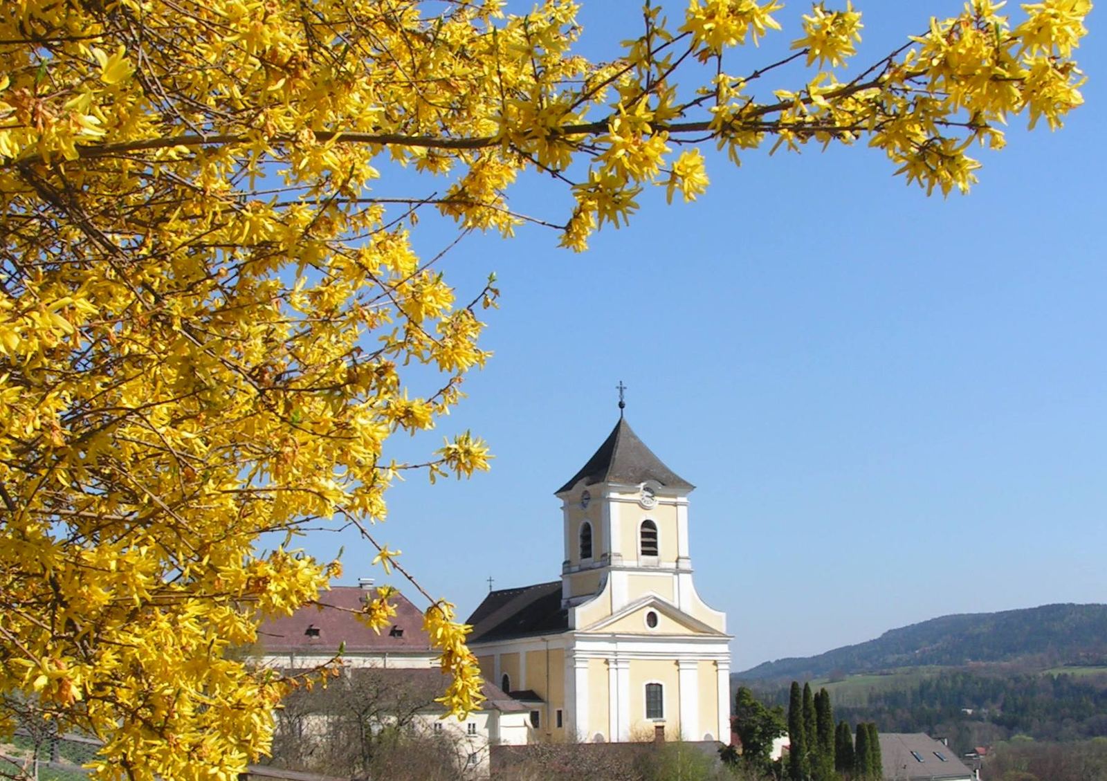 Die Pfarrkirche St. Jakob hinter gelb blühender Forsythie