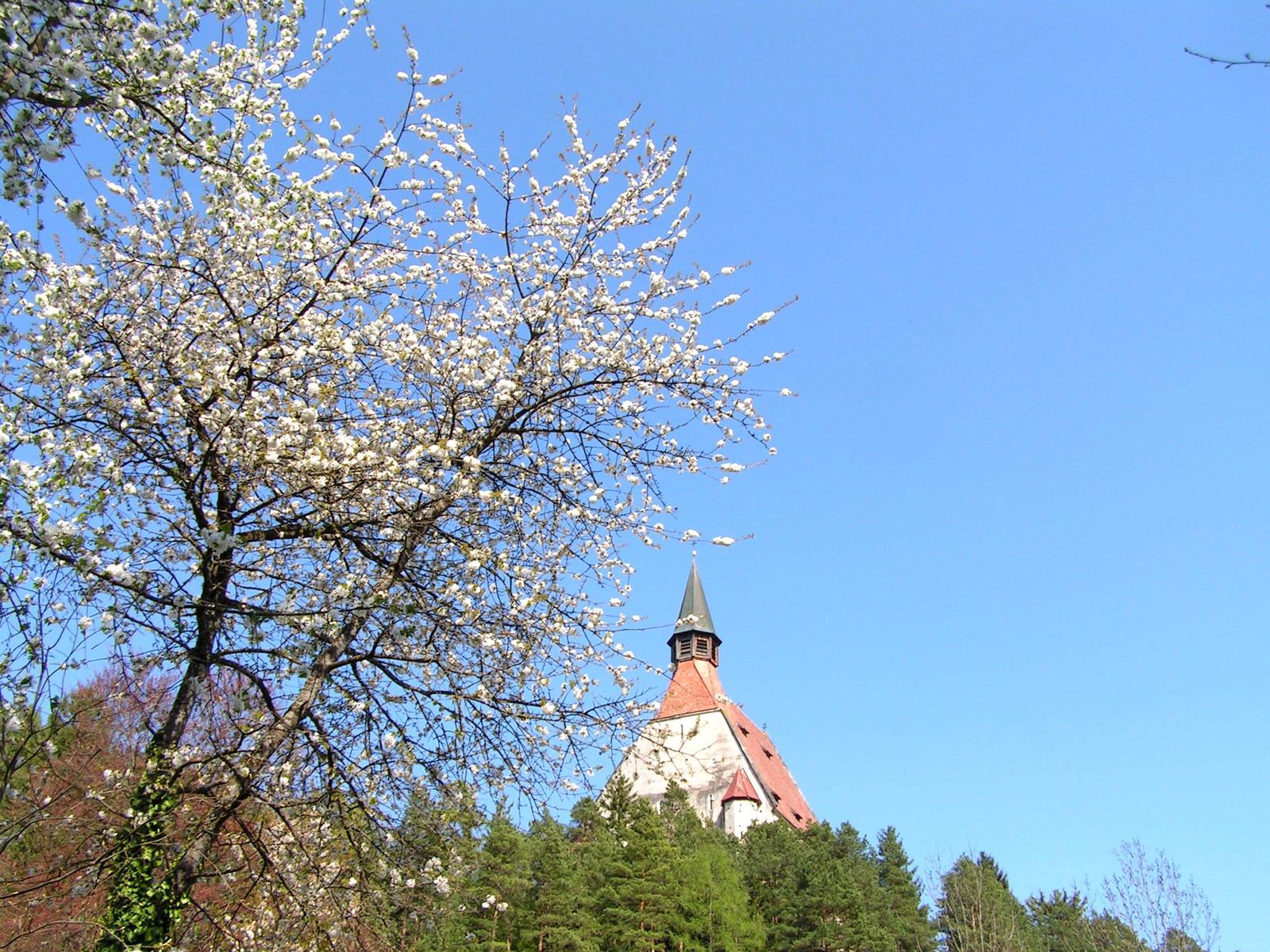 Blühender Baum vor der St. Wolfgangskirche auf dem Hügel