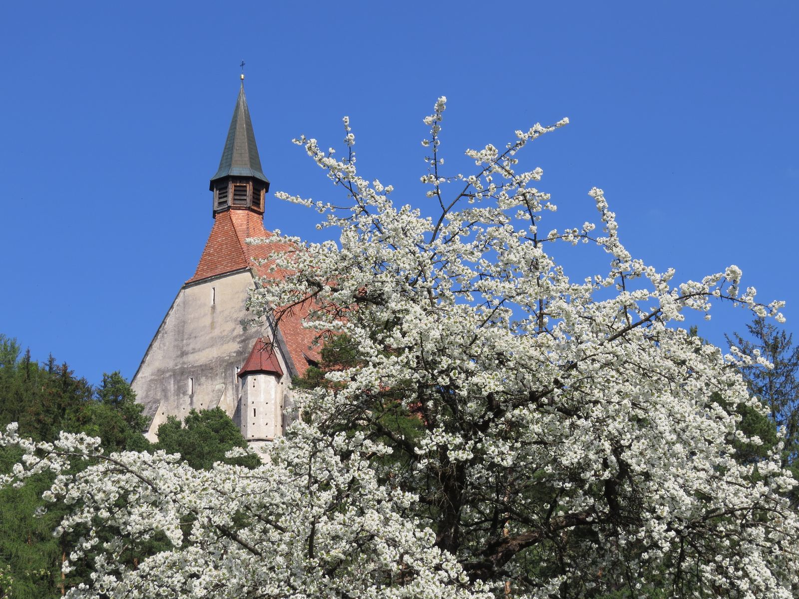 Die St. Wolfgangskirche hinter einem blühenden Kirschbaum