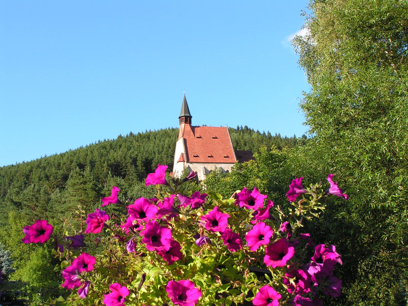 Die St. Wolfgangskirche auf dem Hügel hinter blühenden Petunien